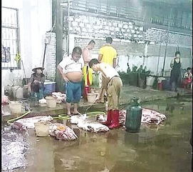 澄邁生豬批發疑云 白豬變黑豬背后的食品安全隱憂